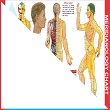 ACS  Meridianology Chart -  Acupuncture 