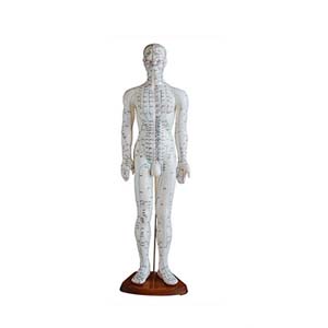 Acupuncture Model - Male Full Body - 50 cm 