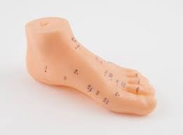 Acupuncture Model - Foot  - HS 