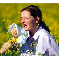 Hay Fever  -  