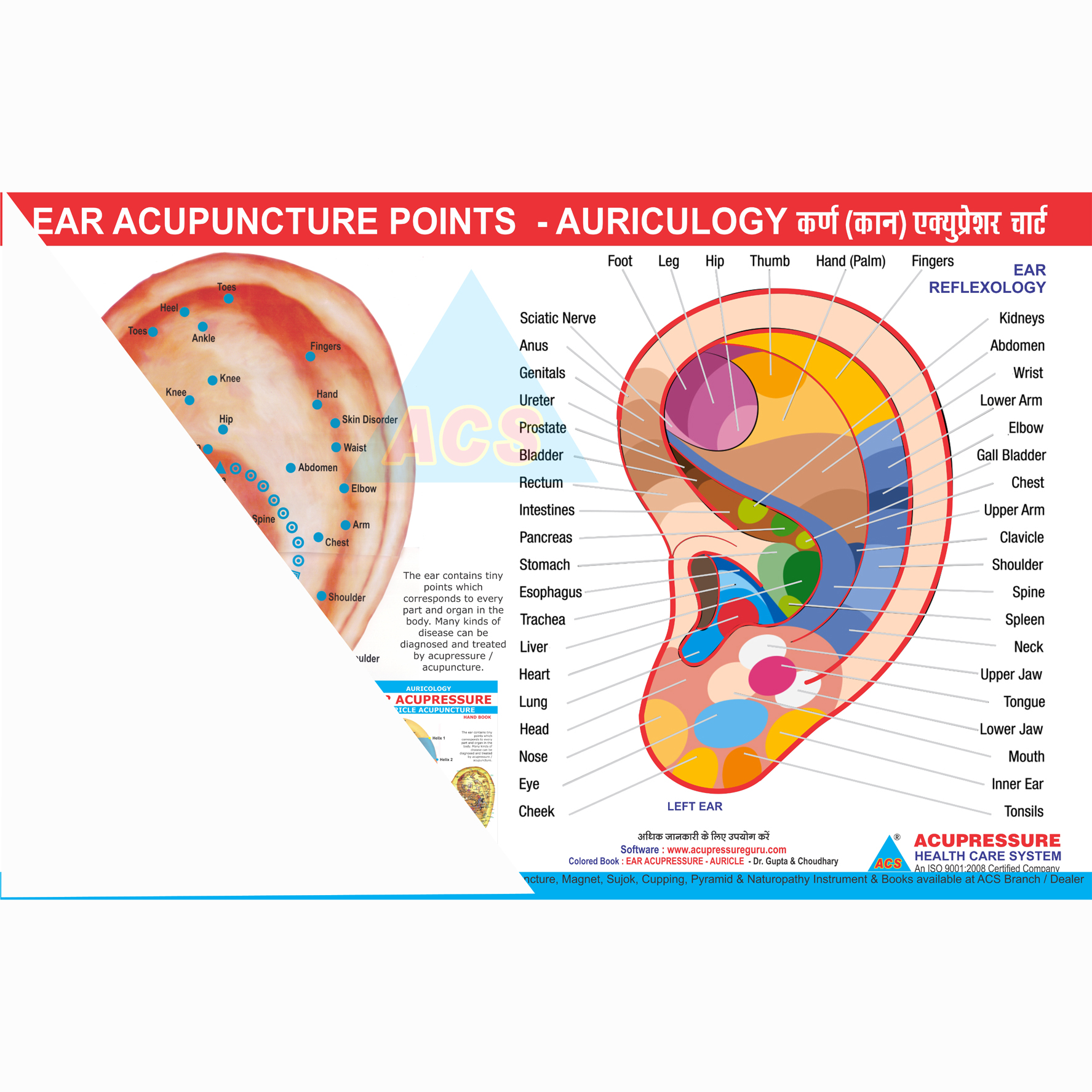 ACS Ear Acupuncture Acupressure-Auricology Chart 