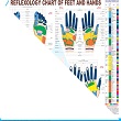 ACS Reflexology Chart - English  20