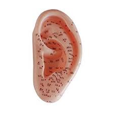 Acupuncture Model  - Ear Small 