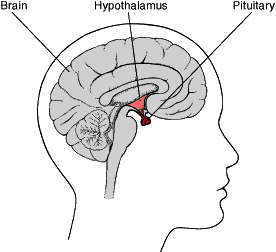Pituitary Glands 