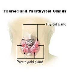 Parathyroid Glands 