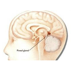Pineal Gland 