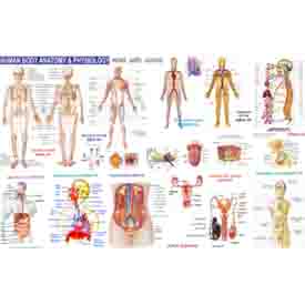 ACS Human Body Chart  23 