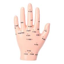 Acupuncture Model - HAND  - N13 
