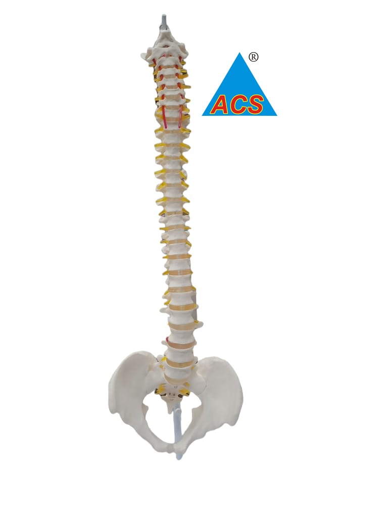 Spine Skeleton Anatomy  - HS 
