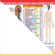 ACS Spine Chart - Spinal Segments  - 359 