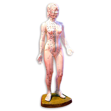 Acupuncture Model - Female Full Body 48cm  - HS 