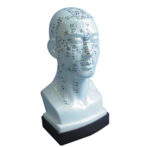 Acupuncture Model - Head  - N13 