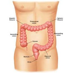 Duodenum Colon Small Intestine Appendix Disease  -  