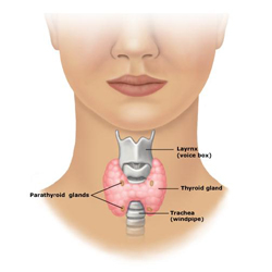 Thyroid Gland  -  