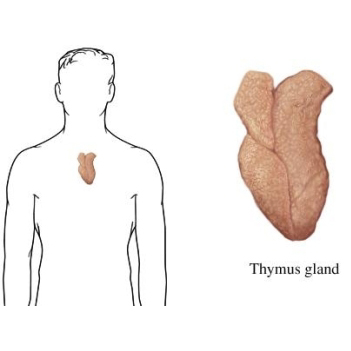 Thymus Gland  -  