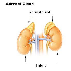 Adrenal Gland  -  