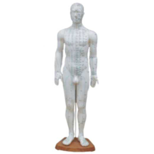 Acupuncture Model - Male Full Body - 60 cm  - HS 